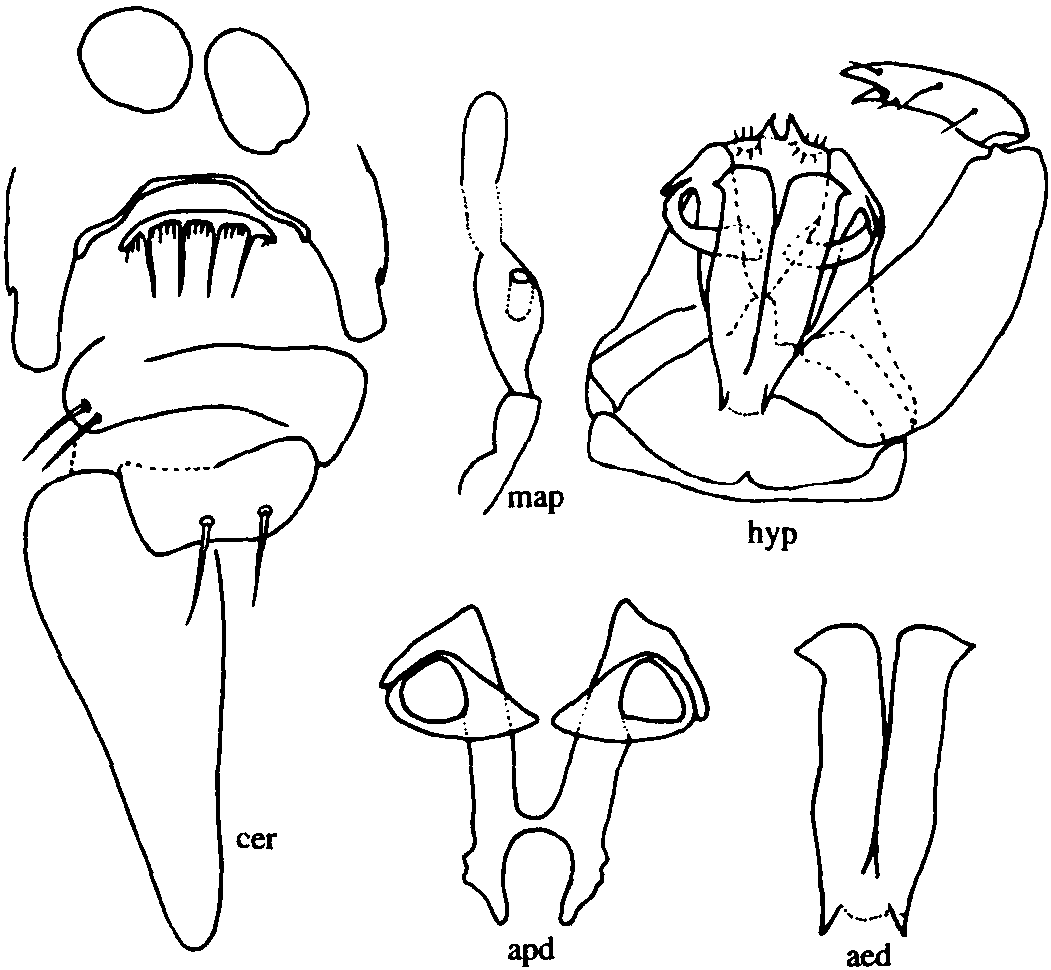 2.小斧細(xì)蠓